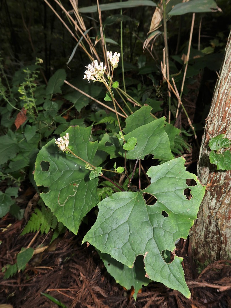 Parasenecio katoanus photo 3