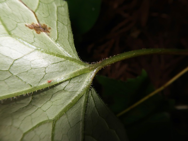 Parasenecio katoanus photo 4