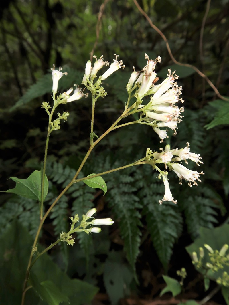 Parasenecio katoanus photo 5