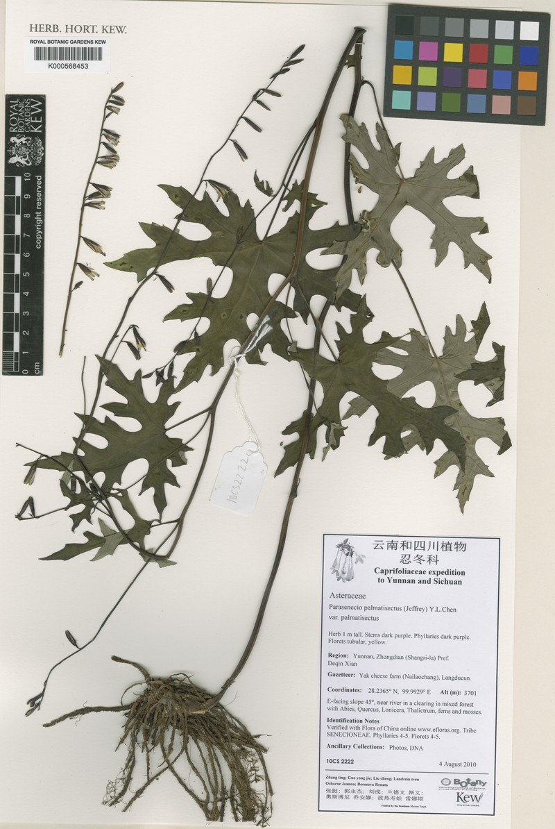 Parasenecio palmatisectus var. palmatisectus