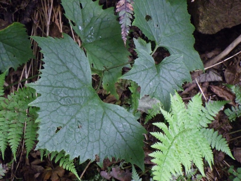 Parasenecio pentaphyllaria