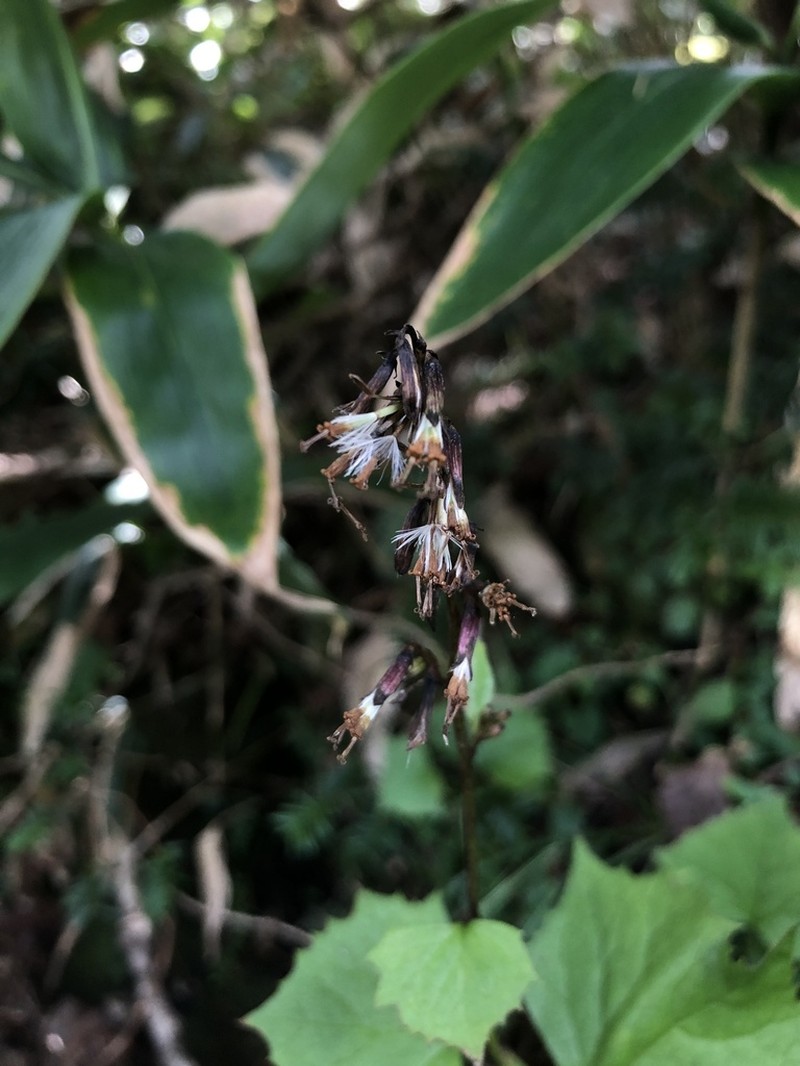 Parasenecio pentaphyllaria photo 2