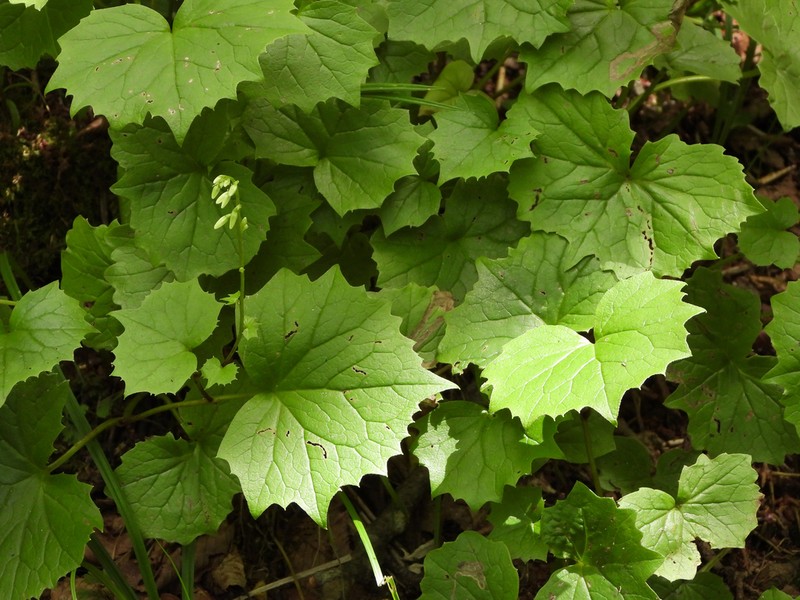 Parasenecio pentaphyllaria photo 3