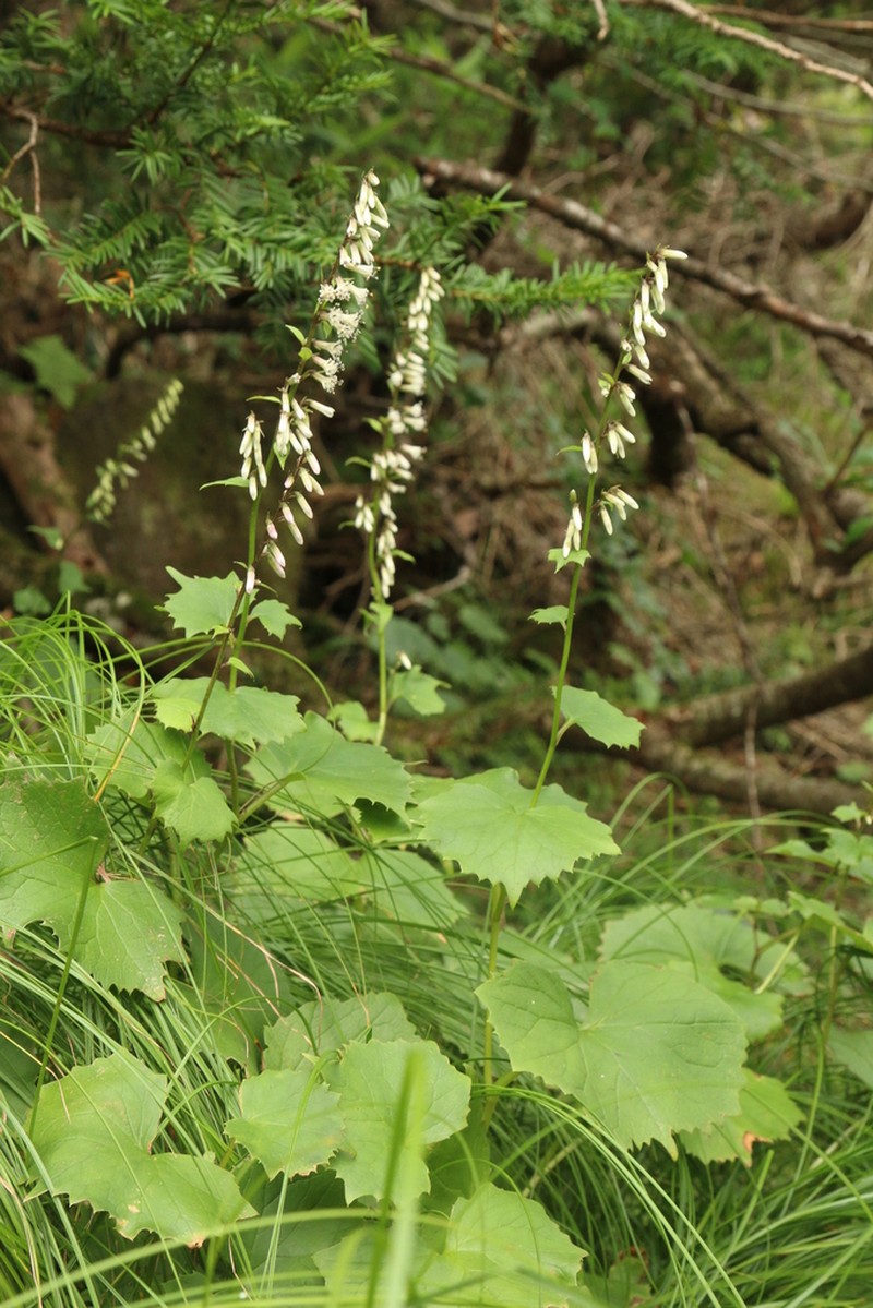Parasenecio pentaphyllaria photo 4