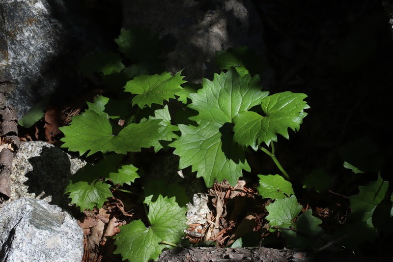 Parasenecio pentaphyllaria photo 5