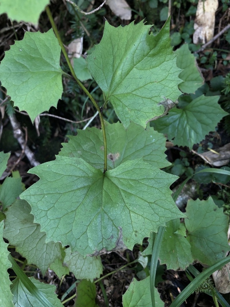 Parasenecio pentaphyllaria photo 6