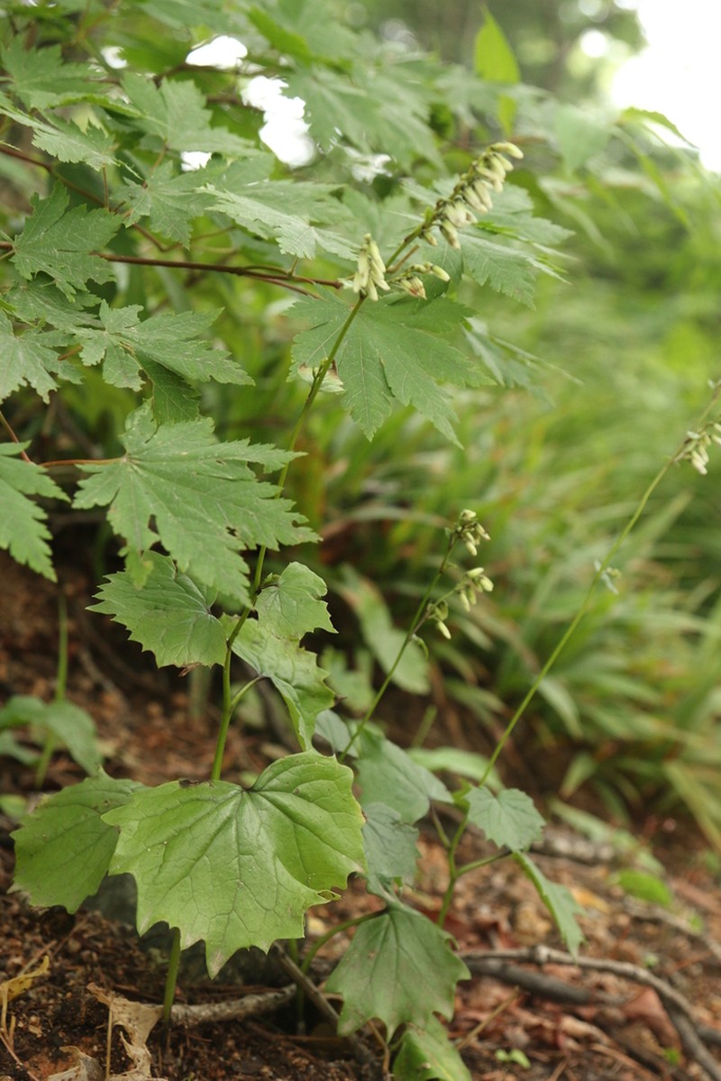 Parasenecio pentaphyllaria photo 7