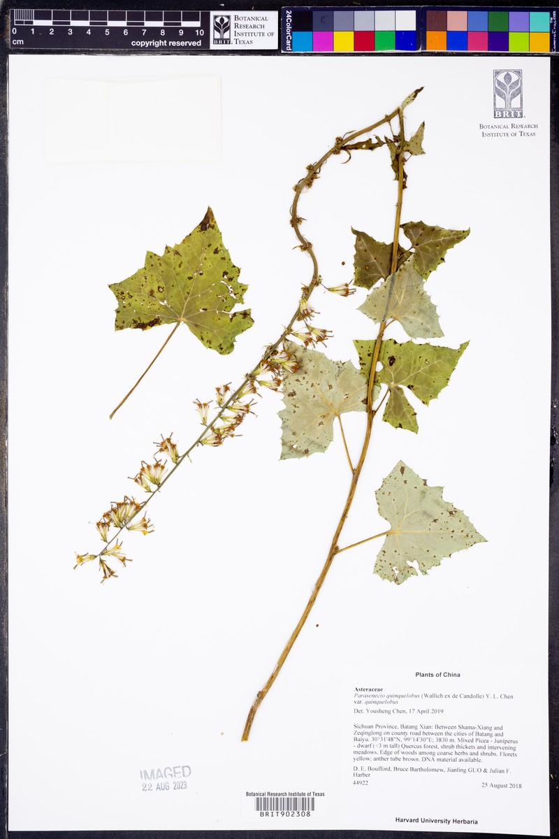 Parasenecio quinquelobus var. quinquelobus