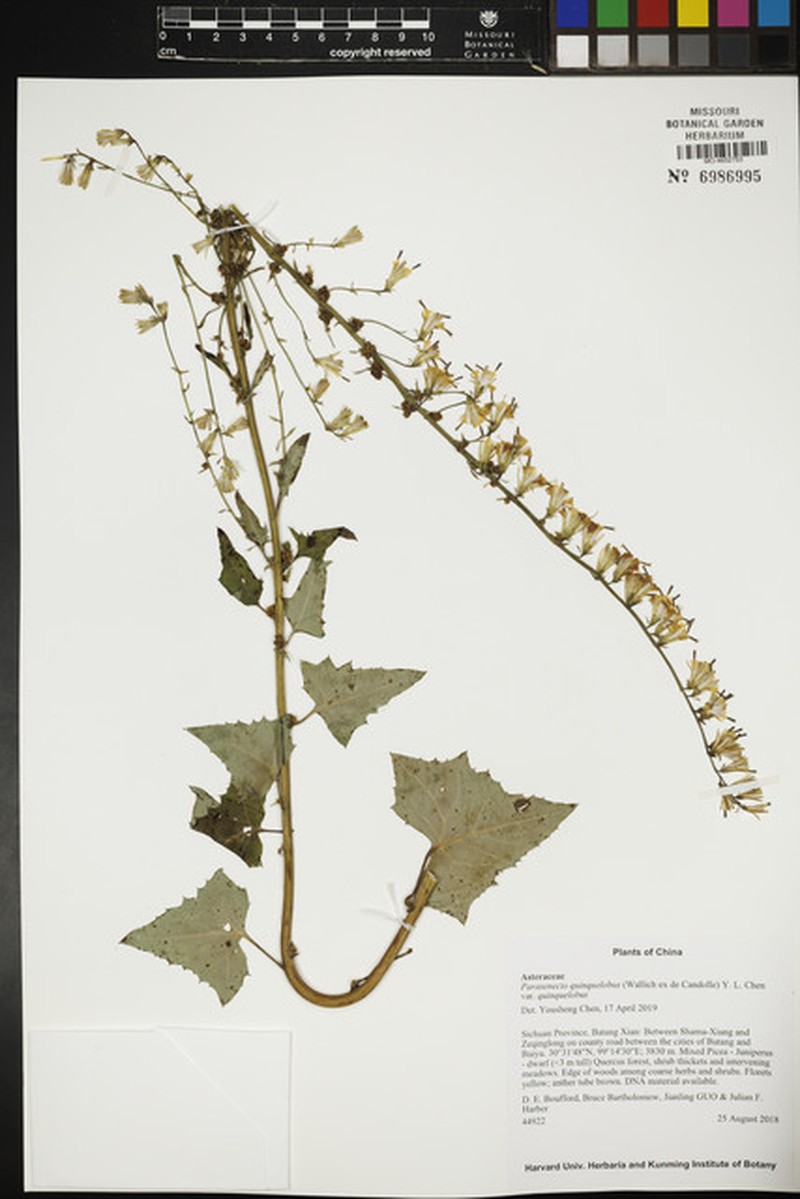Parasenecio quinquelobus var. quinquelobus photo 2