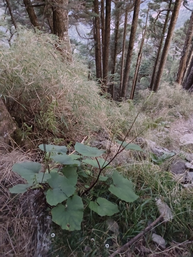 Parasenecio sylviaensis photo 2