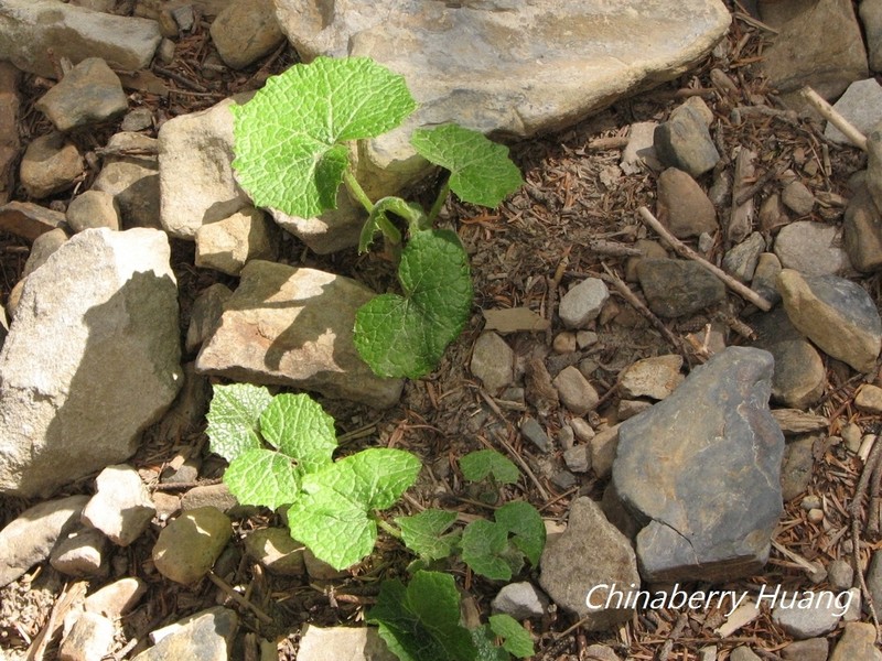 Parasenecio sylviaensis photo 3