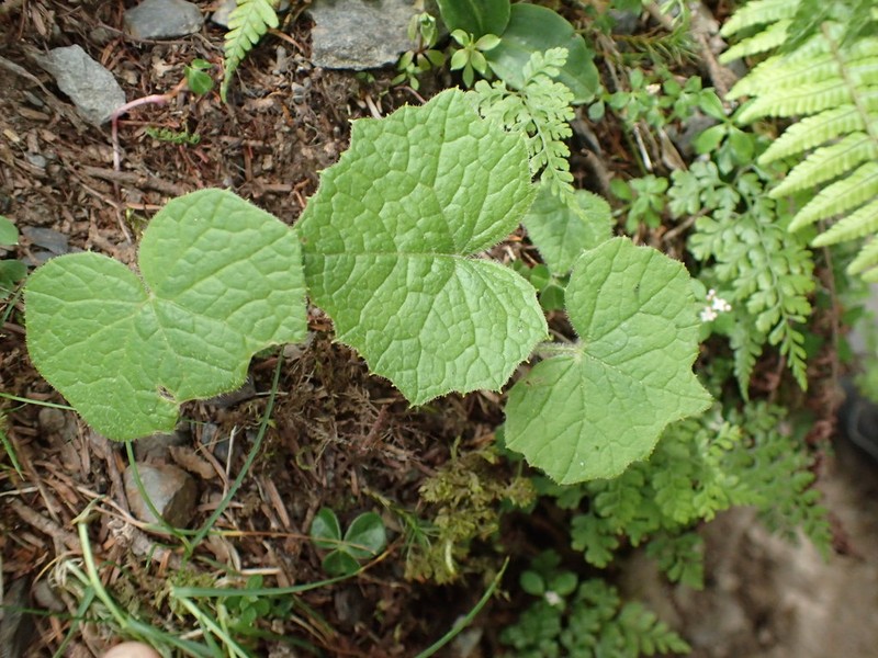 Parasenecio sylviaensis photo 6