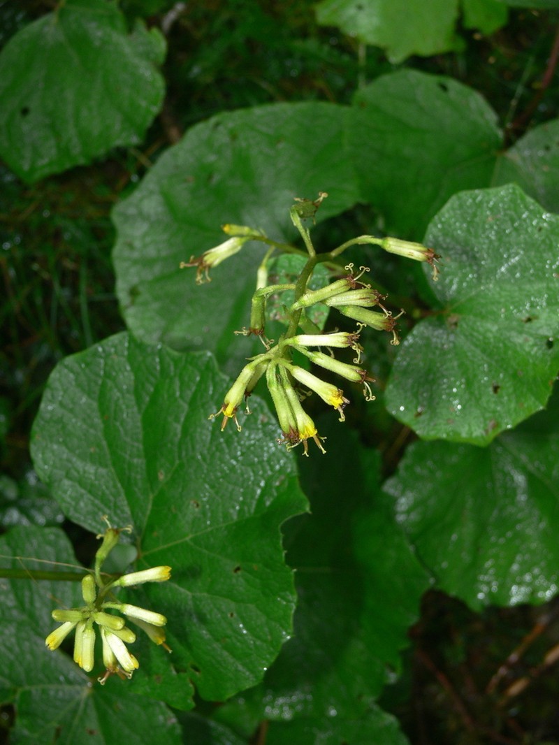 Parasenecio sylviaensis photo 8
