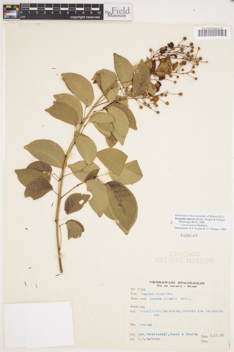Parasenegalia miersii