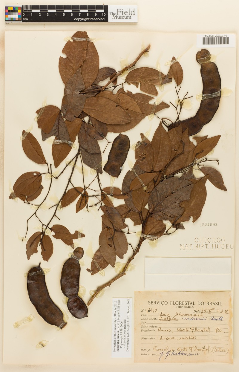 Parasenegalia miersii photo 2