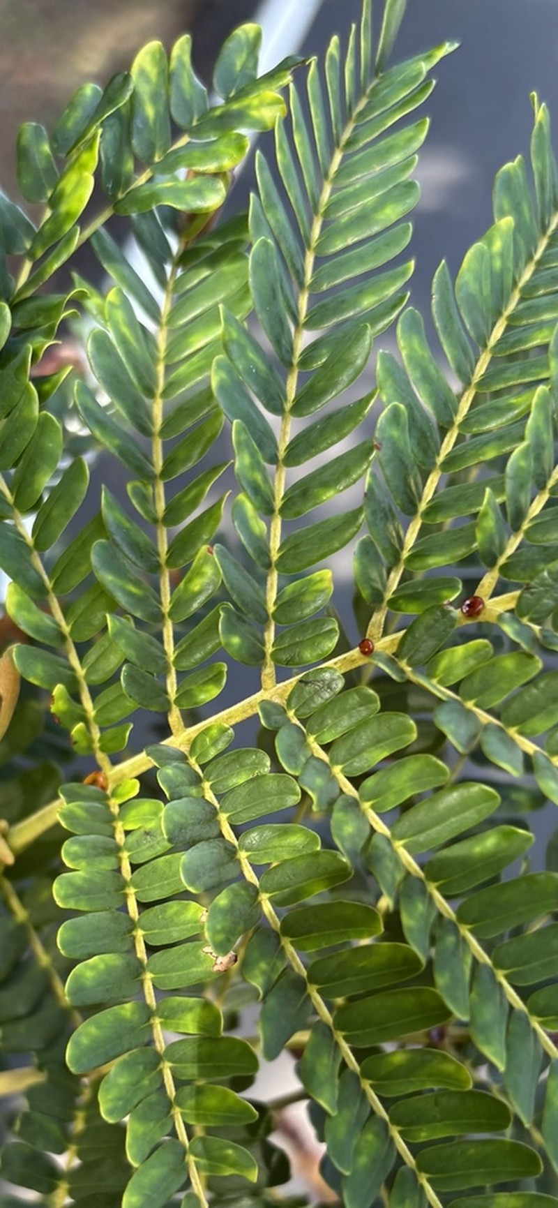 Spineless Wattle