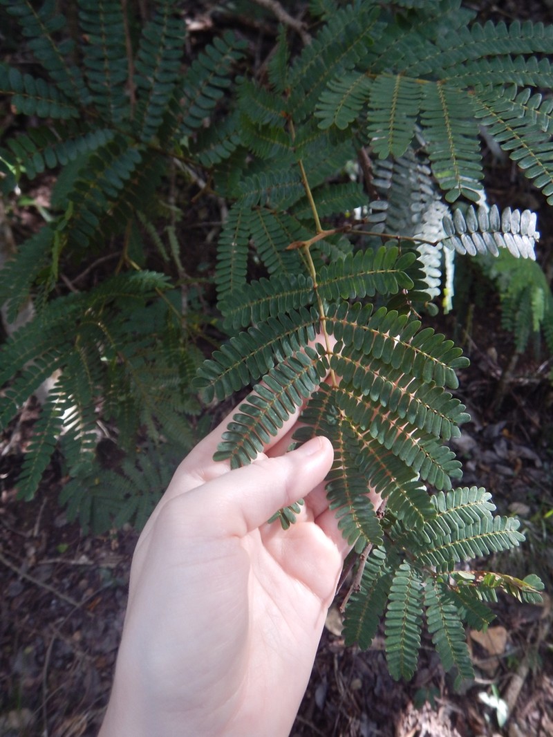 Spineless Wattle photo 2
