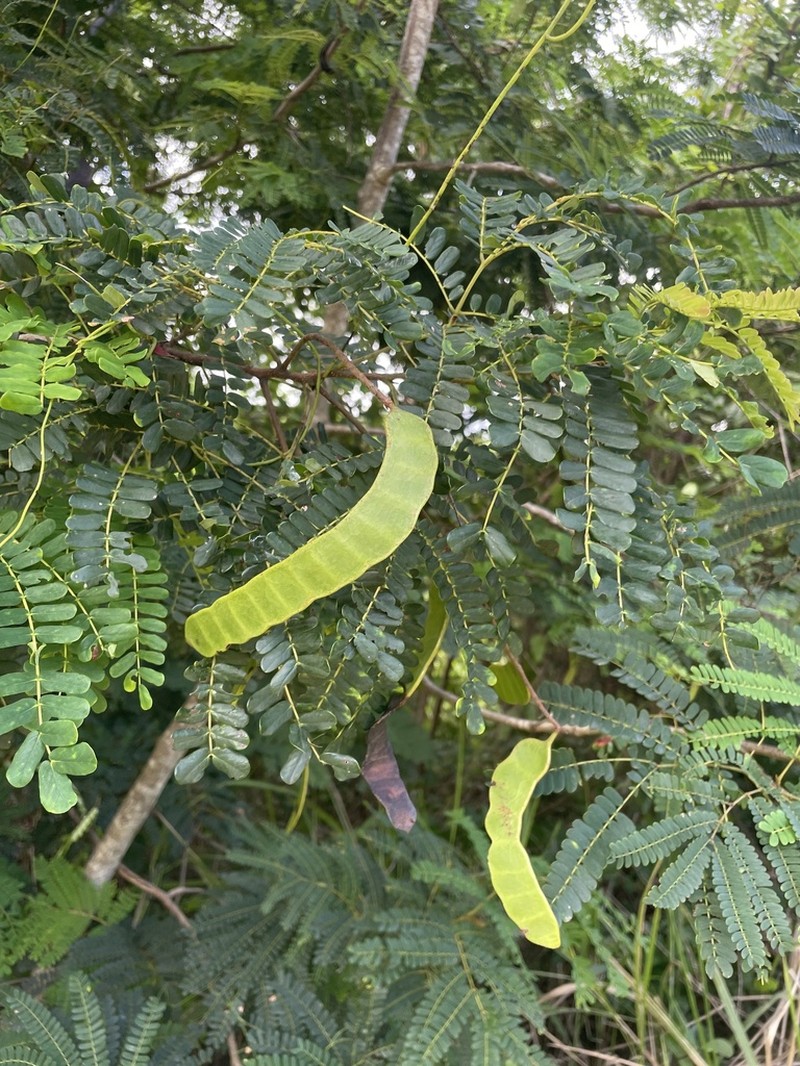 Spineless Wattle photo 3