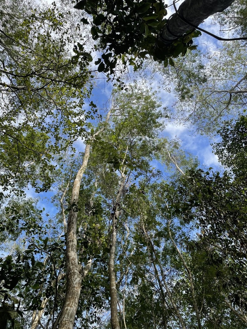 Spineless Wattle photo 4