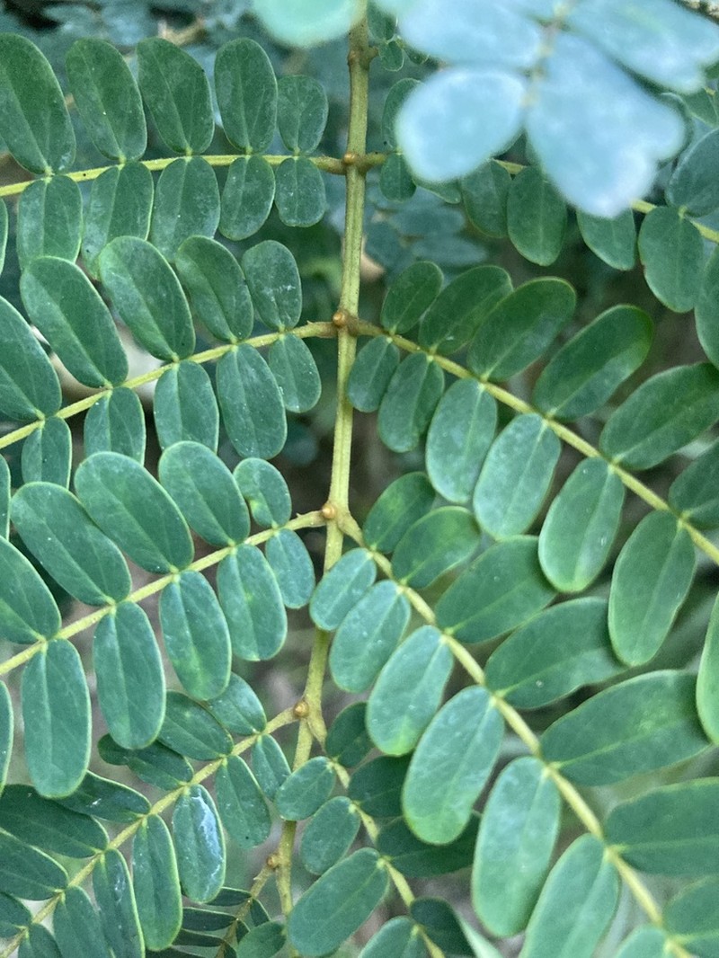 Spineless Wattle photo 5