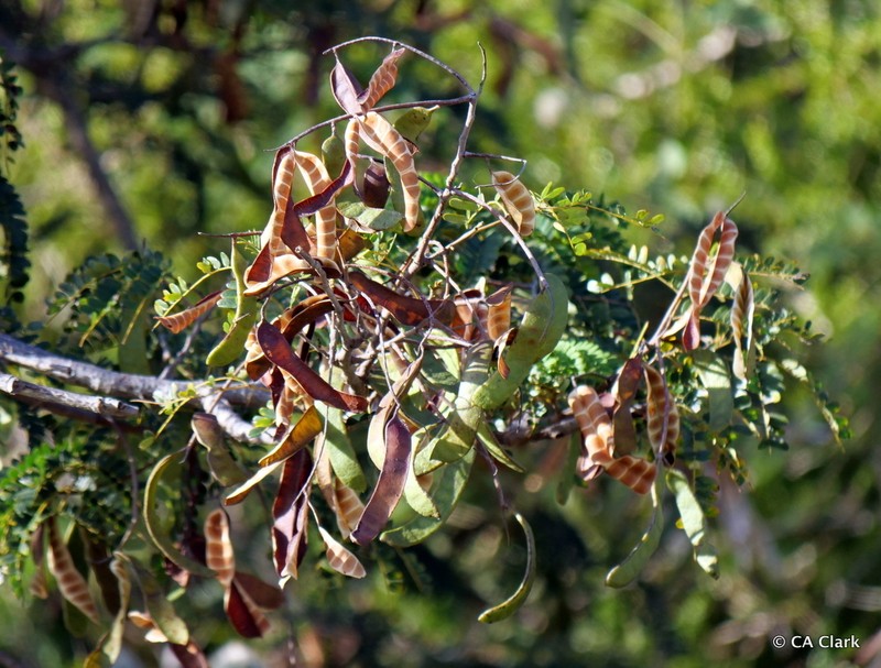 Spineless Wattle photo 6