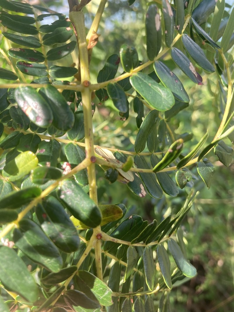 Spineless Wattle photo 7