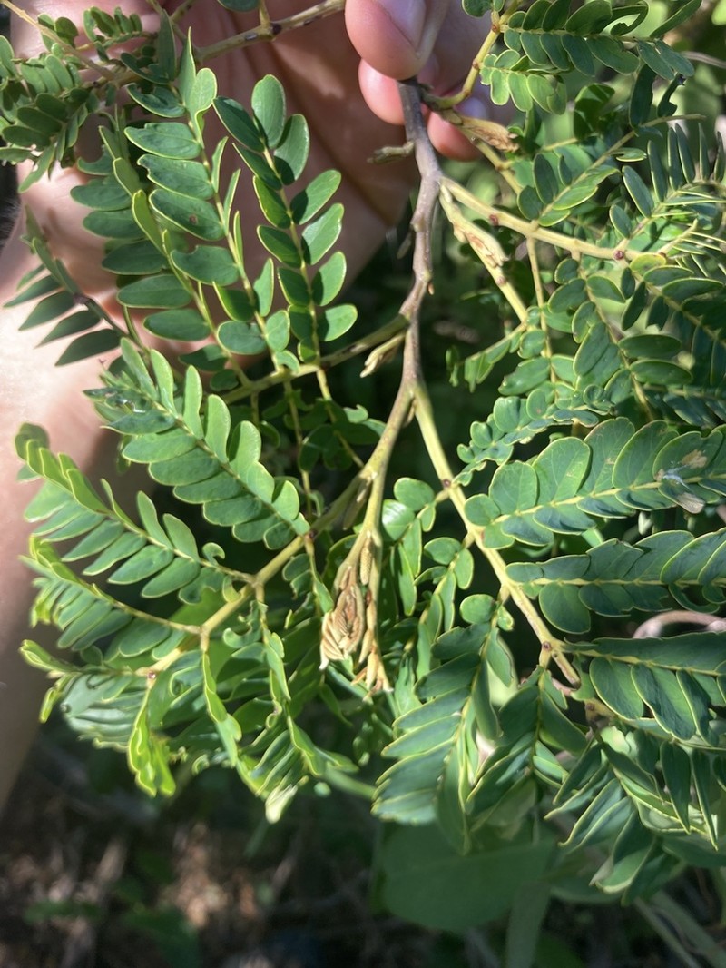 Spineless Wattle photo 8