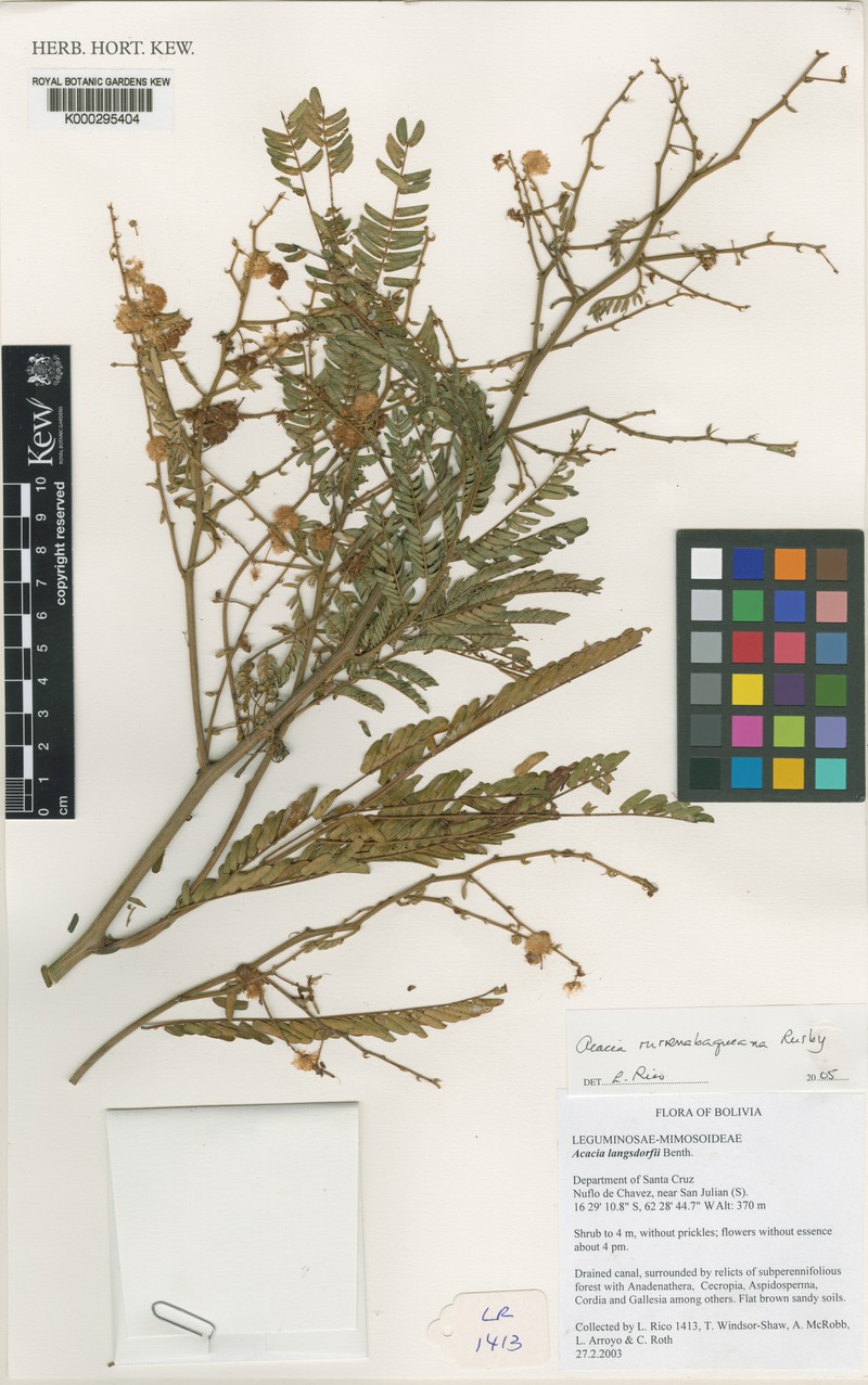 Parasenegalia rurrenabaqueana