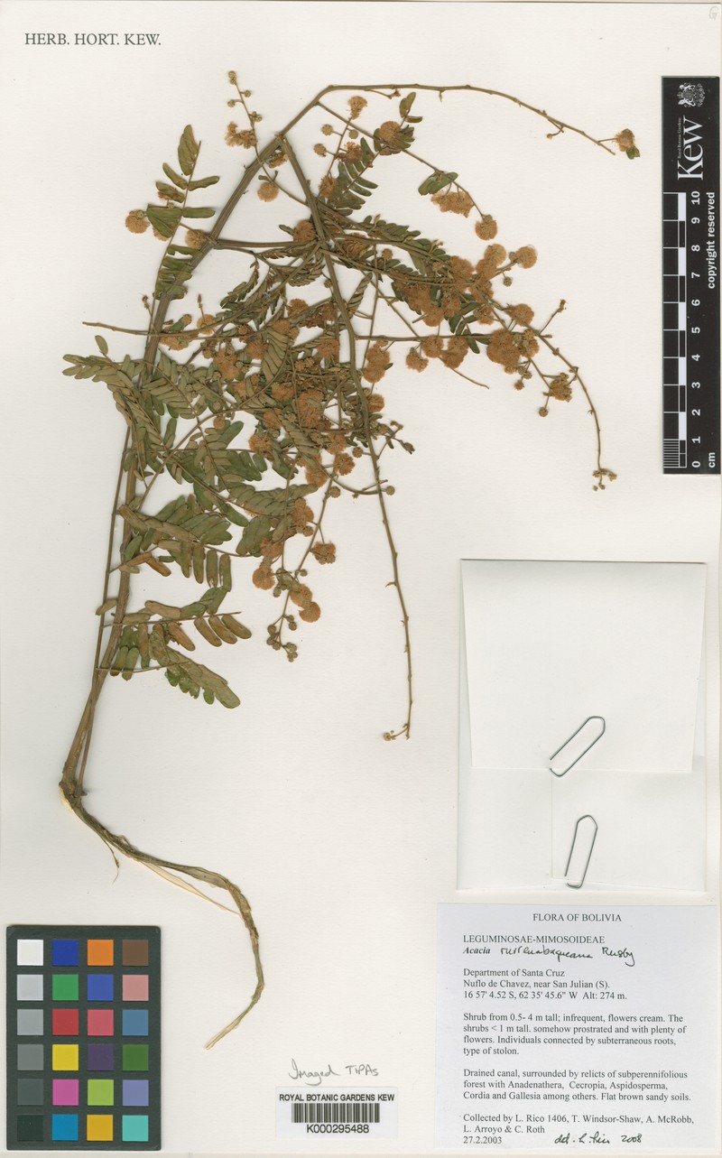 Parasenegalia rurrenabaqueana photo 2