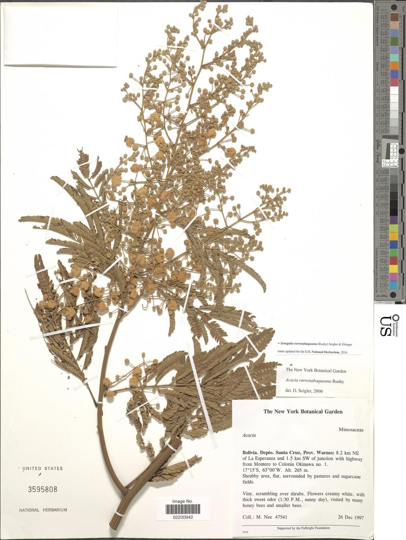 Parasenegalia rurrenabaqueana photo 3