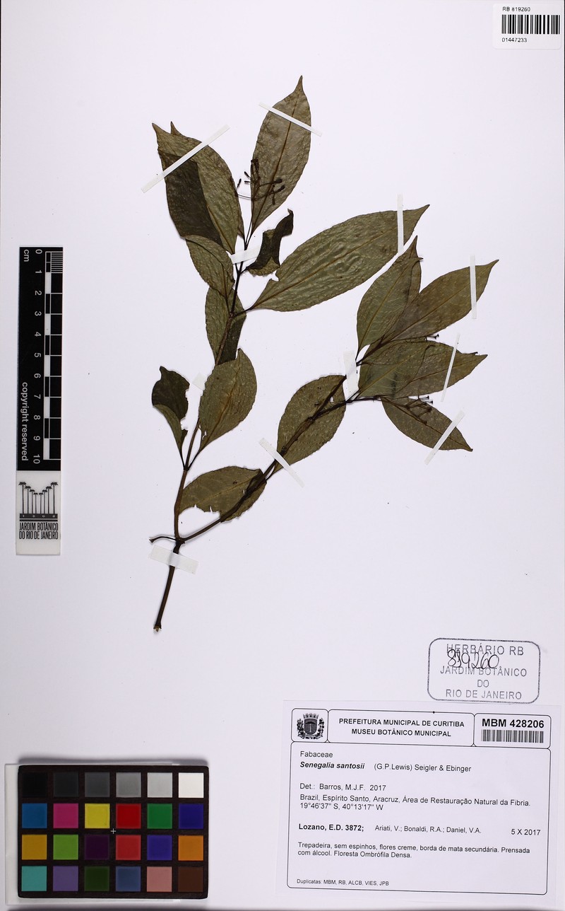 Parasenegalia santosii
