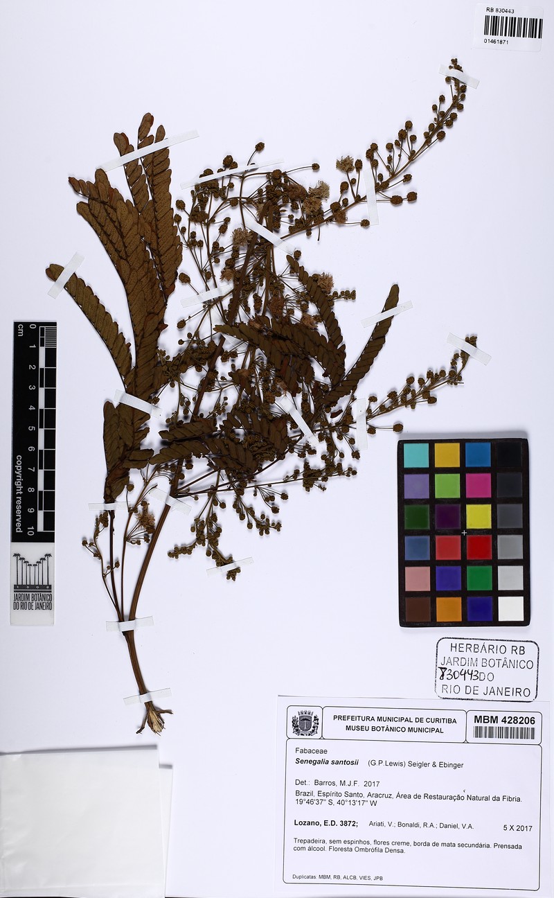 Parasenegalia santosii photo 2