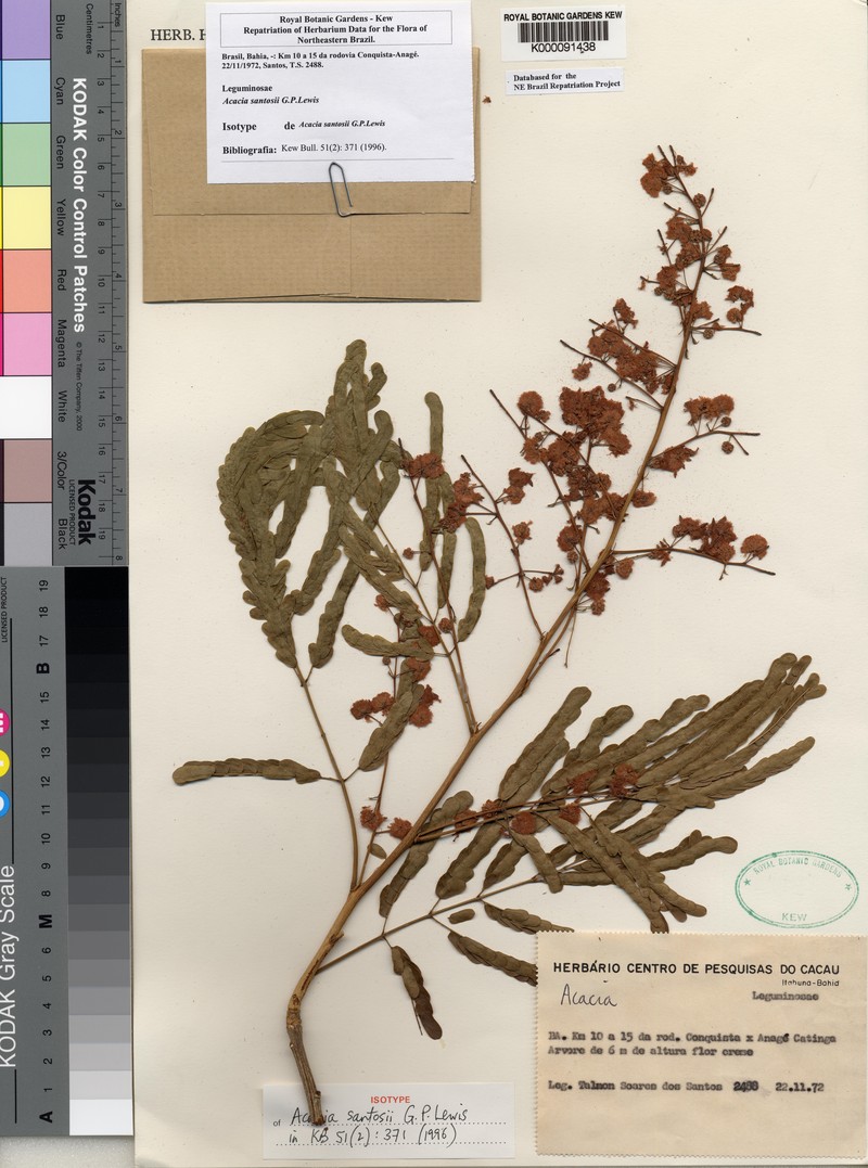 Parasenegalia santosii photo 3