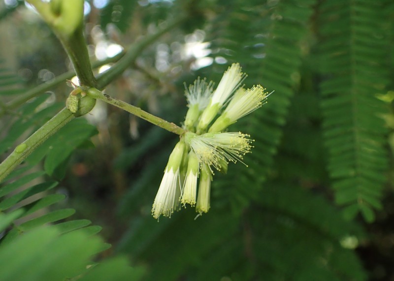 Plume Albizia photo 2