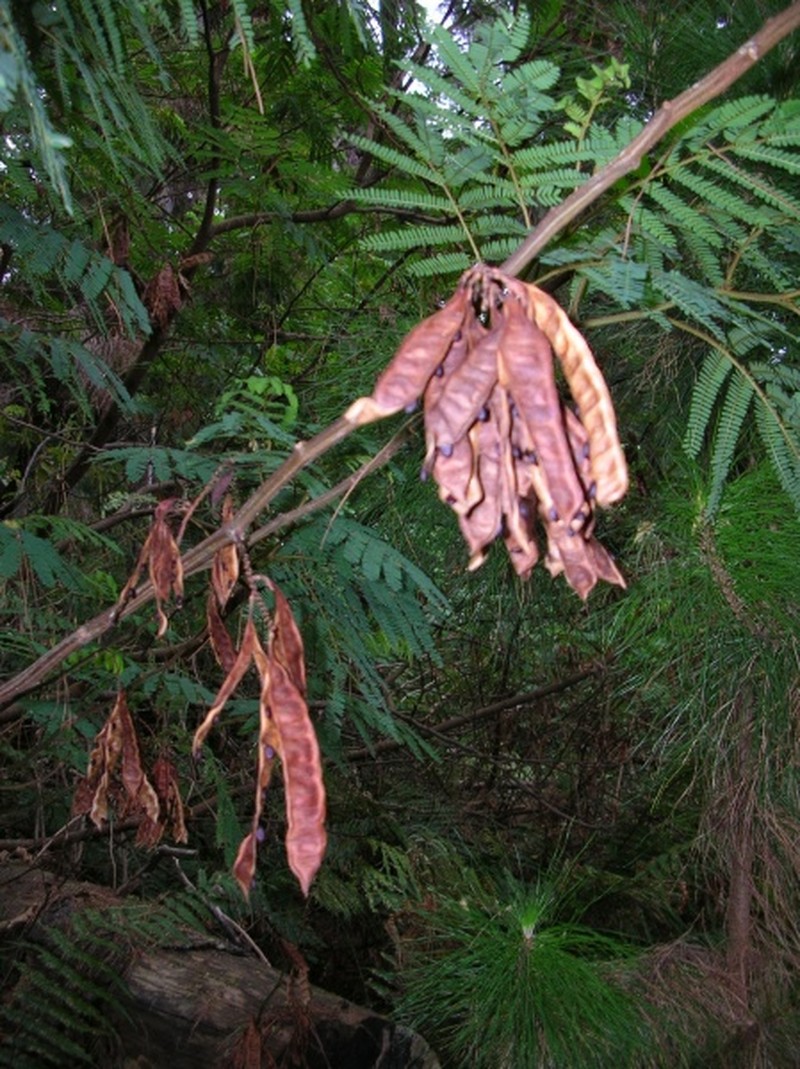 Plume Albizia photo 3