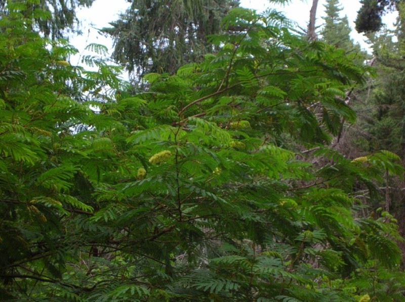 Plume Albizia photo 4