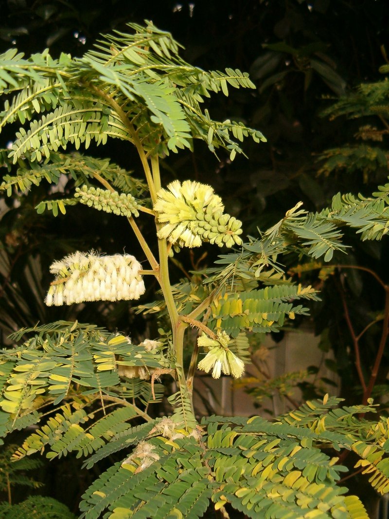 Plume Albizia photo 7