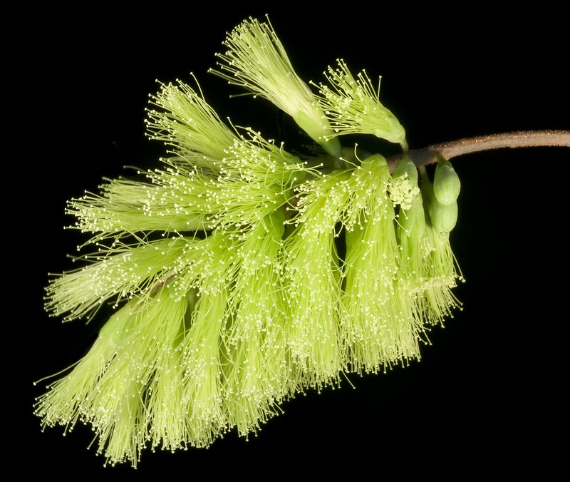 Plume Albizia photo 8