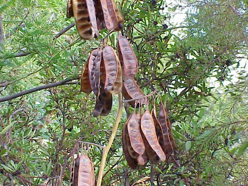 Plume Albizia photo 5