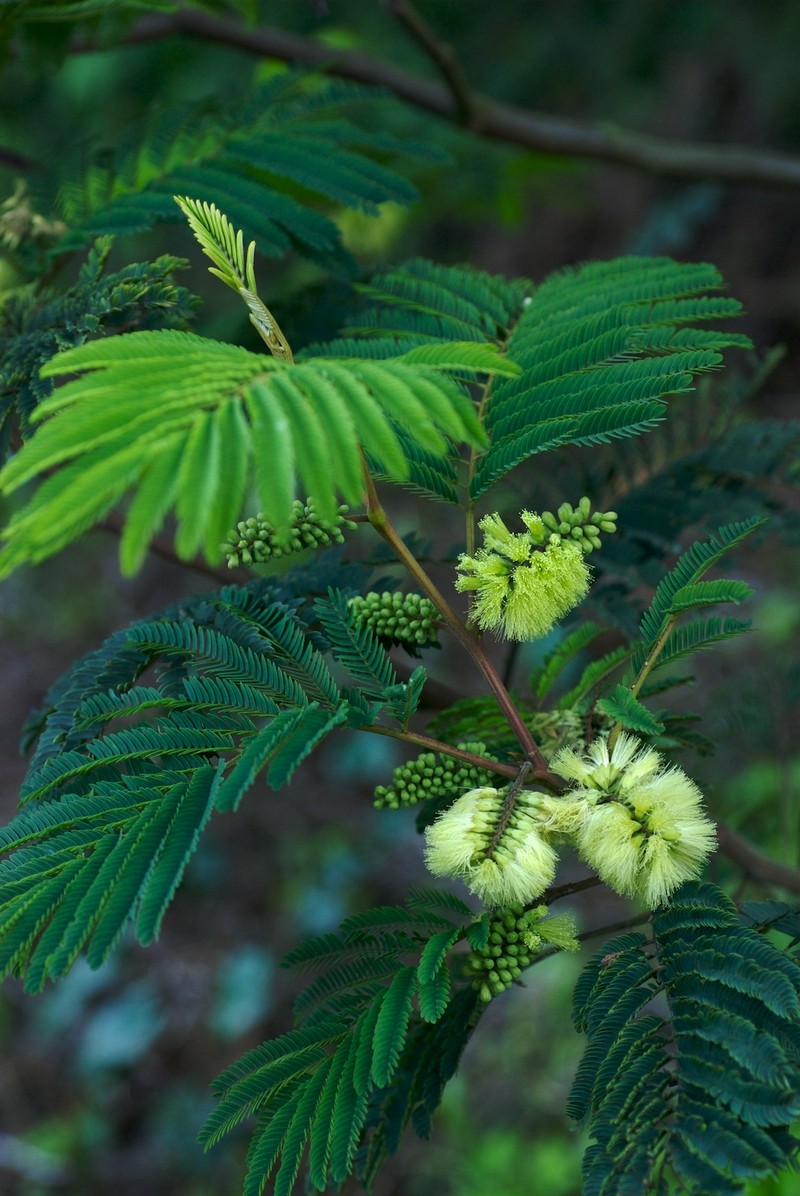 Plume Albizia
