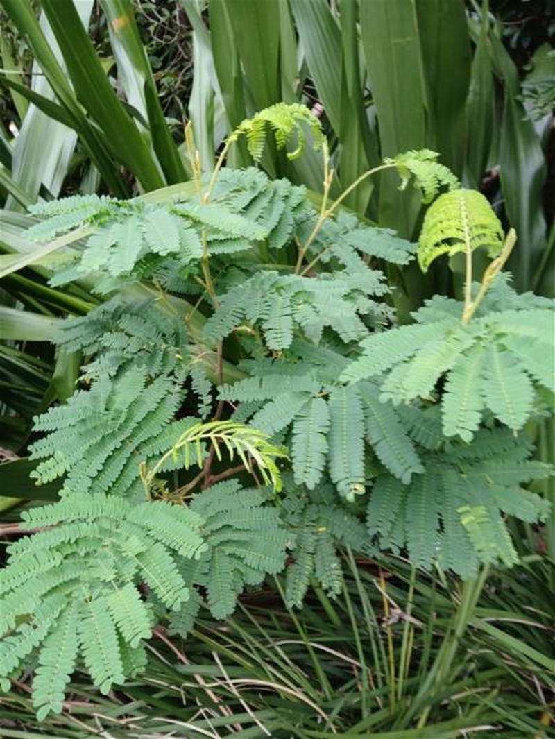 Paraserianthes lophantha subsp. lophantha photo 2