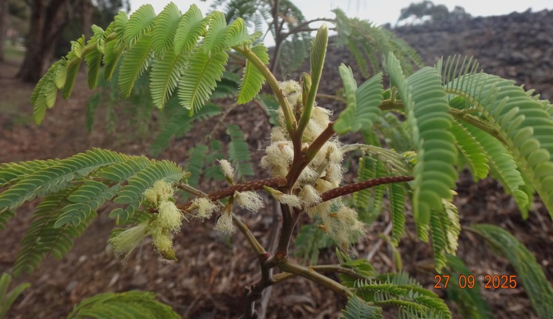 Paraserianthes lophantha subsp. lophantha photo 3
