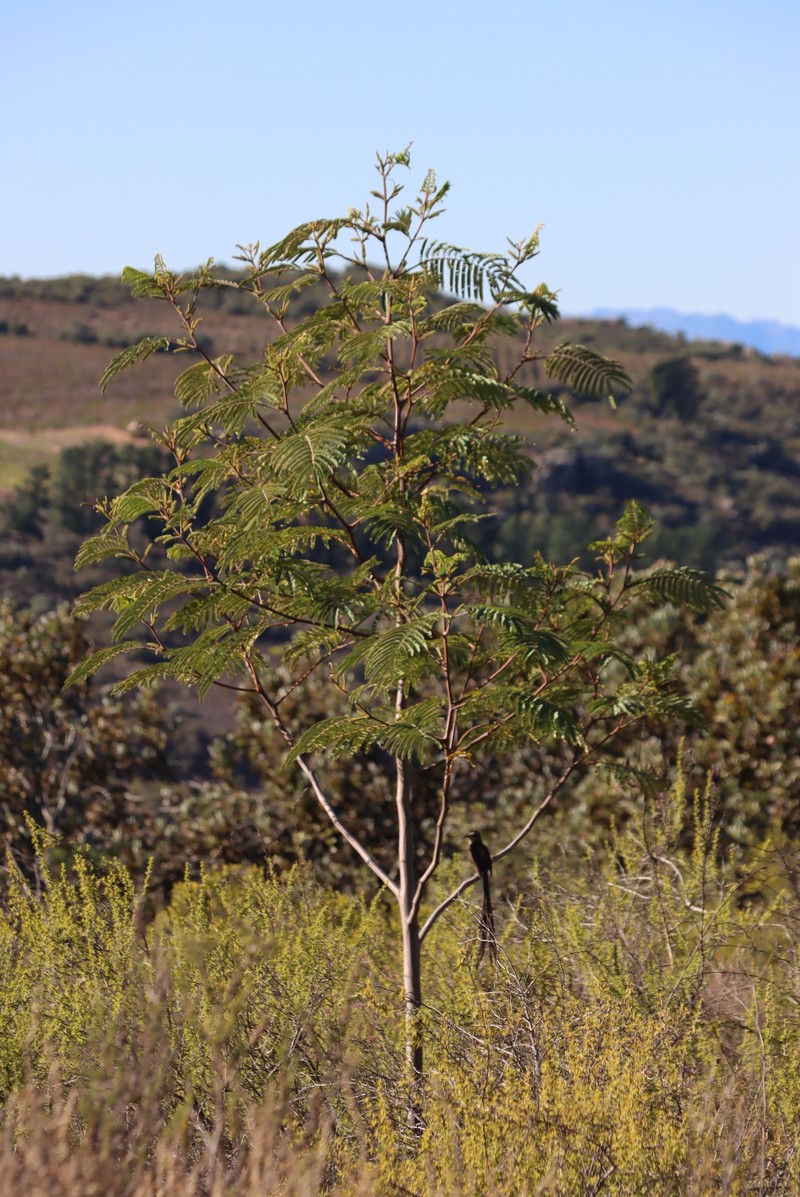 Paraserianthes lophantha subsp. lophantha photo 4
