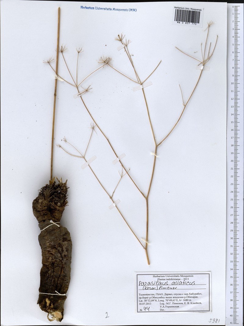 Parasilaus asiaticus
