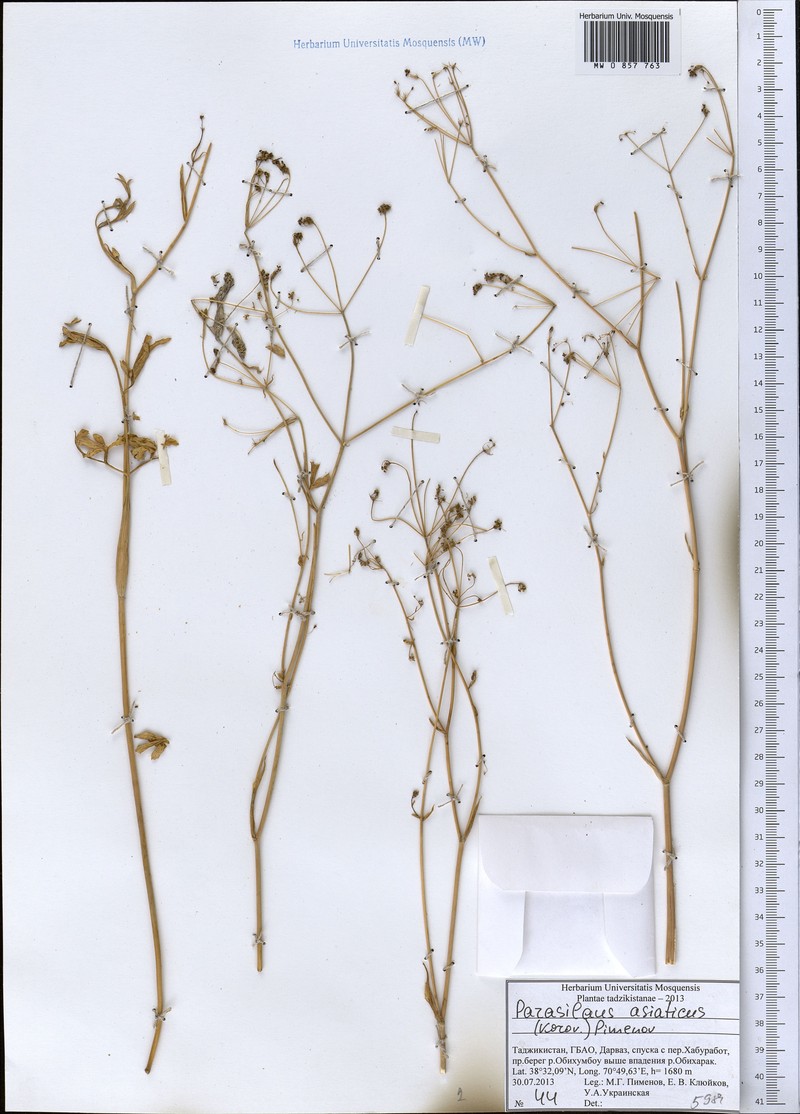 Parasilaus asiaticus photo 2