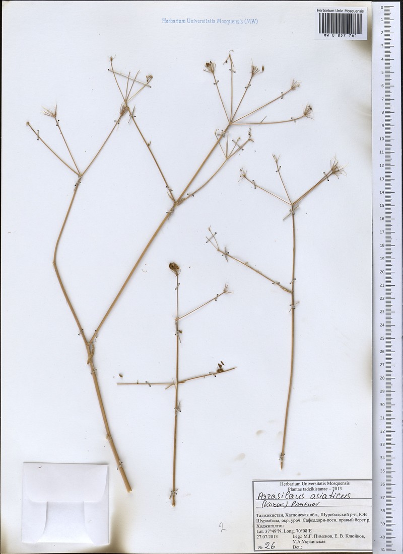 Parasilaus asiaticus photo 3