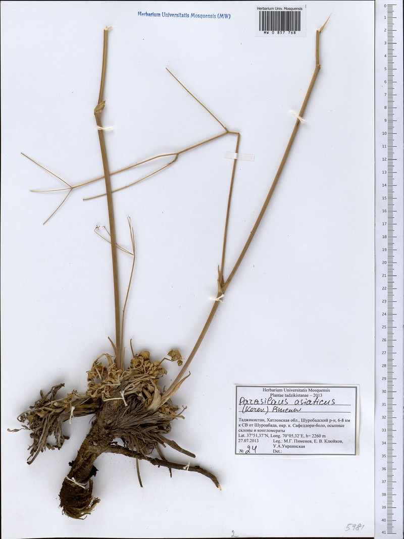 Parasilaus asiaticus photo 4