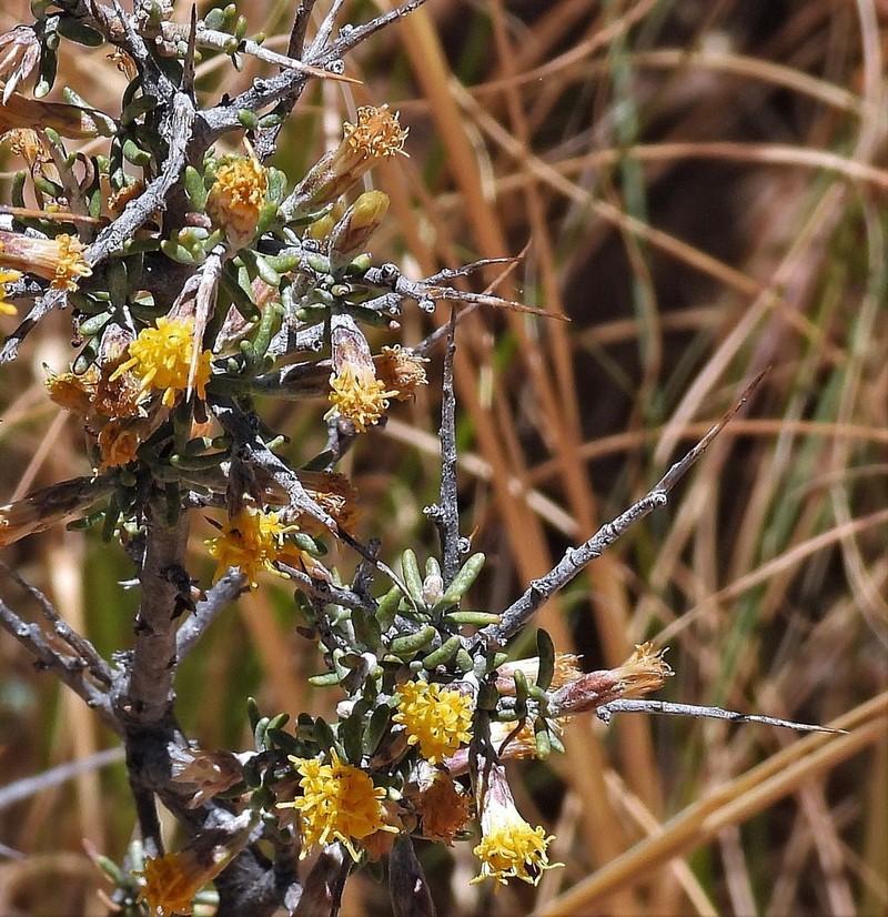 Parastrephia lucida