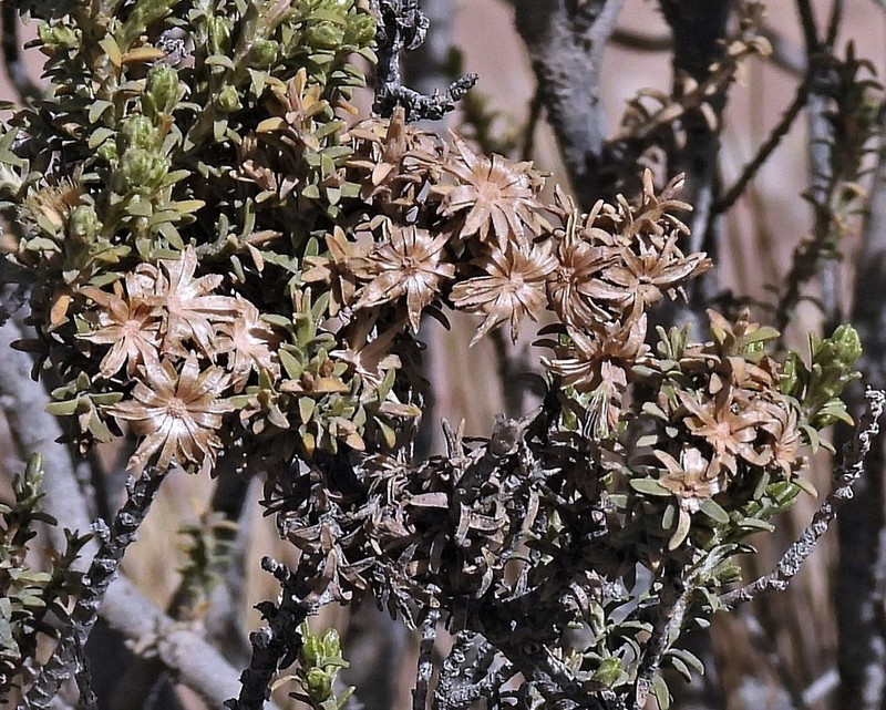 Parastrephia lucida photo 2