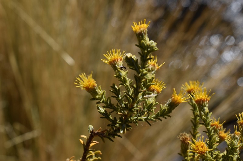 Parastrephia lucida photo 3